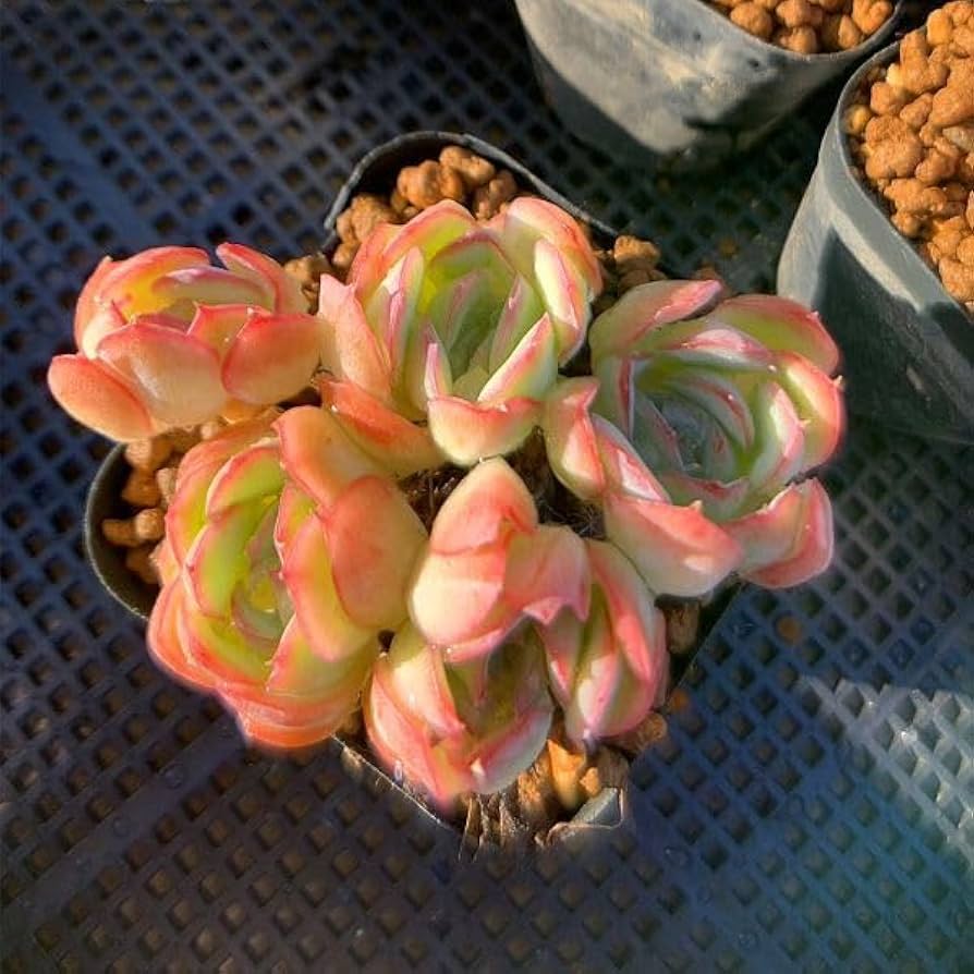 多肉植物 ♡ストロベリーアイス♡大きめ苗^^ Amazon.co.jp: 多肉植物 エケベリア ストロベリーアイス 大きめ